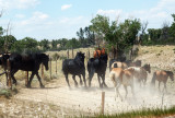 Laramie Horses in the Dust