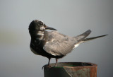 Black Tern 2