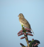 Vesper Sparrow 3
