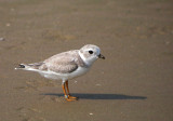 Piping Plover 9