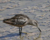 Long-billed Dowitcher