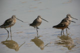 Long-billed Dowitcher 2