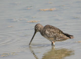 Long-billed Dowitcher 5