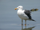 Yellow-footed Gull 2