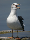 Yellow-footed Gull 4