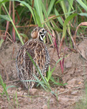 Montezuma Quail