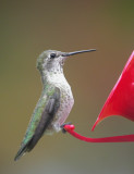 Annas Hummingbird 2