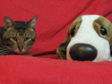 real cat & toy dog