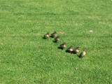 7 little ducks