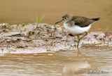 Solitary Sandpiper (Tringa solitaria)