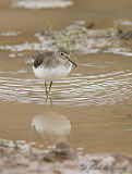Solitary Sandpiper Front View