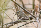 Swamp Sparrow (Melospiza georgiana)