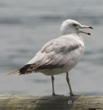 Ring_Billed Gull