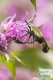 Snowberry Clearwing (Hemaris diffinis)  (18).jpg