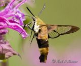 Snowberry Clearwing (Hemaris diffinis)  (28).jpg