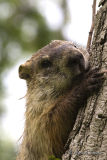 Groundhog (Marmota monax).jpg