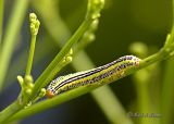 Zebra Caterpiller (Melanchra picta) .jpg