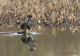 Wood Duck (Fanning)