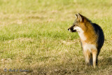 Grey Fox profile.jpg