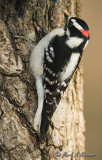 Downy Woodpecker