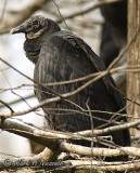 Black Vulture(Coragyps atratus).jpg