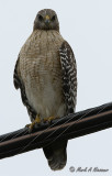 Red-shouldered Hawk (Buteo lineatus).jpg