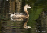 Pied-billed Grebe (Podilymbus podiceps).jpg