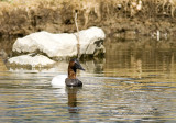 Canvasback-1