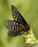Another View Baltimore Checkerspot.jpg