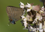 Another Banded Hairstreak
