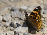 Compton Tortoiseshell