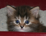s Jazmin litterbox.jpg