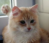 Bubastis Osip Bras.jpg