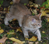 Isrosens Oriana.jpg