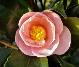 Camellia UK in feb