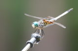 dragonfly  close-up