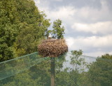 Storks Nest
