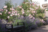 Monet-like garden