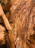 Red Wood