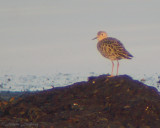 Prrielpare/Buff-breasted Sandpiper