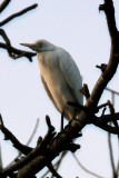 GAMBIA