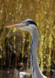 GREY HERON