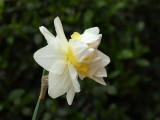 DAFODIL