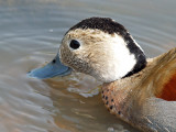 RINGED TEAL