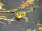 MARSH  FROG