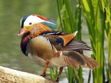 MANDARIN  DUCK