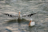 Pelicans 8wtmk.jpg