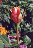 rosebud452wtmk.jpg