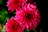 1110Flowers0188.JPG