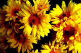 1110Flowers0205.JPG